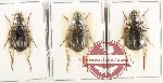 Scientific lot no. 933 Carabidae (3 pcs)