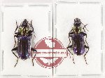 Scientific lot no. 919 Carabidae (2 pcs A2)