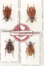 Scientific lot no. 927 Carabidae (4 pcs)