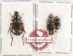 Scientific lot no. 935 Carabidae (3 pcs)
