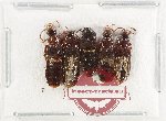 Scientific lot no. 190 Staphylinidae (5 pcs)