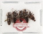 Scientific lot no. 186 Staphylinidae (5 pcs)