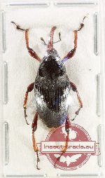 Curculionidae sp. 174