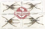 Scientific lot no. 1049 Curculionidae (4 pcs)