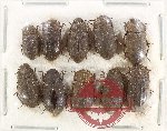 Scientific lot no. 521 Tenebrionidae (10 pcs)