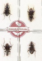 Scientific lot no. 929 Carabidae (4 pcs)