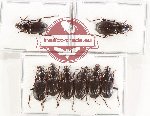 Scientific lot no. 920 Carabidae (8 pcs - 6 pcs A2)