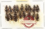 Scientific lot no. 916 Carabidae (17 pcs)
