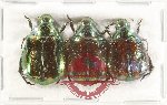 Scientific lot no. 414 Rutelinae (3 pcs)