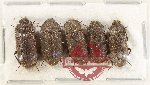 Scientific lot no. 518 Tenebrionidae (5 pcs)