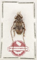 Xenicotela distincta