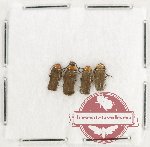 Scientific lot no. 98 Cantharidae (4 pcs)