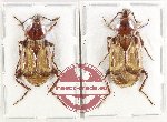 Scientific lot no. 3 Silphidae (2 pcs)