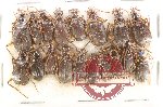 Scientific lot no. 945 Carabidae (18 pcs)