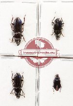 Scientific lot no. 931 Carabidae (4 pcs A2)