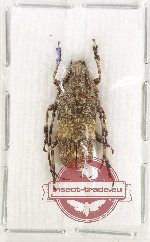 Mesosa latifasciata