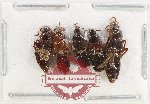 Scientific lot no. 191 Staphylinidae (5 pcs)