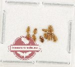 Scientific lot no. 216 Nitidulidae (10 pcs)