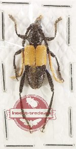 Pachyteria sumatrana (A-)