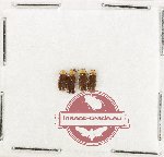 Scientific lot no. 19 Lampyridae (4 pcs)