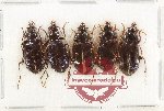 Scientific lot no. 918 Carabidae (5 pcs)