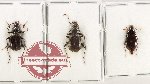 Scientific lot no. 930 Carabidae (3 pcs A2)