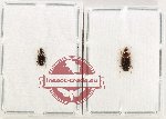Scientific lot no. 938 Carabidae (2 pcs - 1 pc A2)