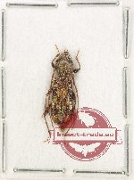 Cerambycidae sp. 107