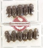 Scientific lot no. 500 Tenebrionidae (11 pcs)