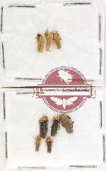 Scientific lot no. 92 Cantharidae (8 pcs)