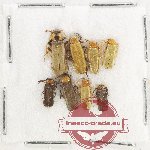 Scientific lot no. 97 Cantharidae (8 pcs)