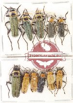 Scientific lot no. 94 Cantharidae (11 pcs - 6 pcs A-)