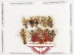Scientific lot no. 1453 Heteroptera (10 pcs)