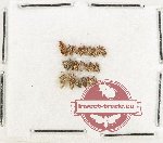 Scientific lot no. 1468 Heteroptera (22 pcs)