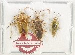Scientific lot no. 1452 Heteroptera (3 pcs)