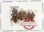 Scientific lot no. 1463 Heteroptera (5 pcs)