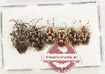 Scientific lot no. 1461 Heteroptera (Pentatomidae) (6 pcs)