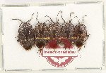 Scientific lot no. 1462 Heteroptera (5 pcs)