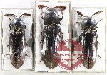 Scientific lot no. 238 Elateridae (3 pcs)