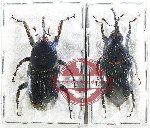 Scientific lot no. 1017 Curculionidae (2 pcs)