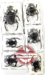 Scientific lot no. 961 Coprophaga (Scarabaeus spp.) (6 pcs)