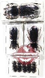 Scientific lot no. 189 Passalidae (8 pcs)