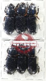 Scientific lot no. 192 Passalidae (6 pcs)