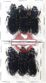 Scientific lot no. 193 Passalidae (6 pcs)