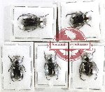Scientific lot no. 403 Rutelinae (5 pcs - 1 pc A2)
