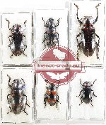 Scientific lot no. 210 Erotylidae (6 pcs - 2 pcs A2)