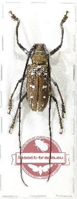 Batocera matzdorffi (A2)
