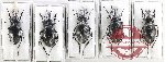 Scientific lot no. 899 Carabidae (Carabus (Pachystus) glabratus gibbosus) (5 pcs A, A-, A2)
