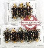 Scientific lot no. 61 Cetoniidae (8 pcs A-, A2)