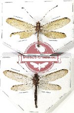 Scientific lot no. 13 Neuroptera (2 pcs A2)